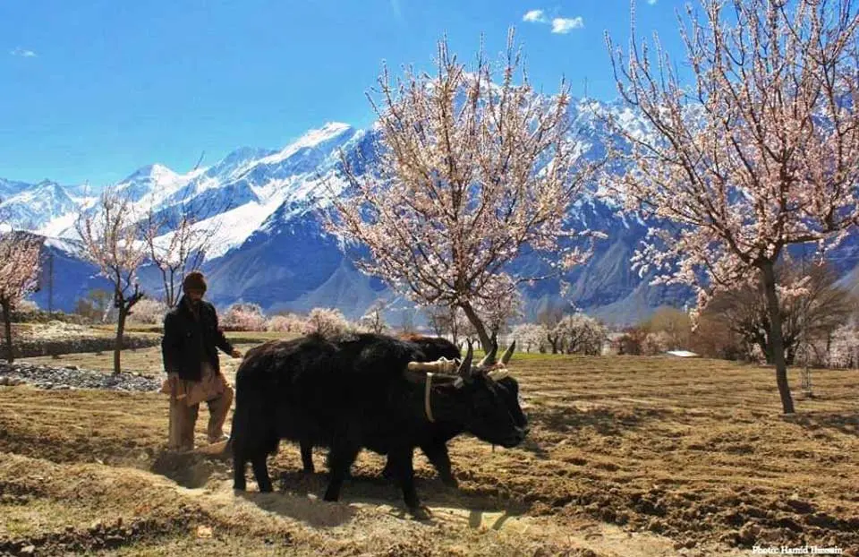 Farmer plough in Cherry Blossom season in Hunza with Rakaposhi mountain on the back
