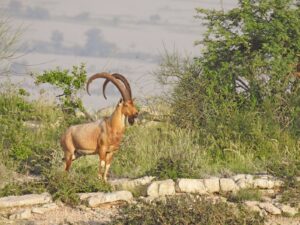 Pakistan Tour Kirthar National Park