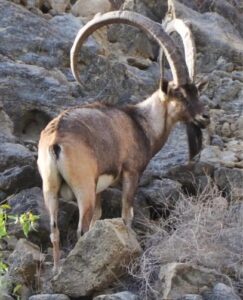 Pakistan Tour Kirthar National Park